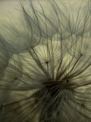 Dandelion on a gray background macro. Fluffy. Selective focus