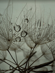 Dandelion on a gray background macro. Fluffy. Selective focus