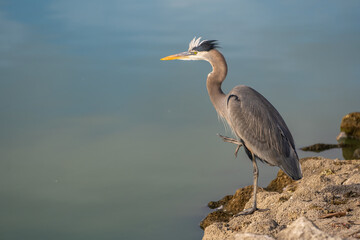 Great blue heron (Ardea cinerea) stands on the shore of the lake. Wildlife photography.