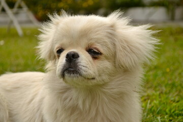 Pekingese dog with long white hair posing