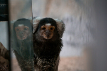 A common marmoset reflected in the glass