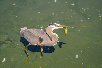 Great blue heron (Ardea cinerea) holds a fish in its beak. Great blue heron fishes in green blooming water.