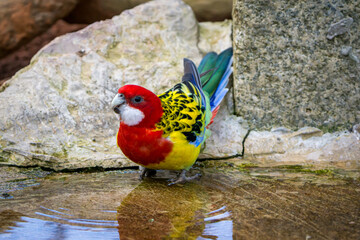 Naklejka premium Eastern rosella. Australian parrot drinking at water's edge.