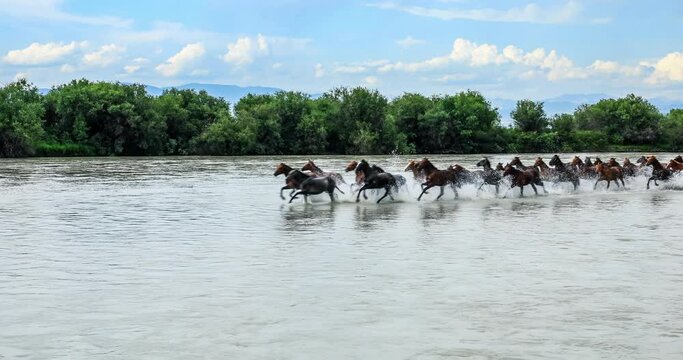 A group of horses running in the river. Horses splashing in river water.