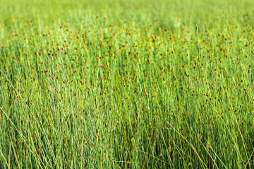 Farmers are harvesting Lepironia articulata in the floodplain of the Mekong Delta. Lepironia...