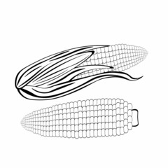 Black and white drawing of corn for coloring. Vegetables for coloring book. Vector illustration