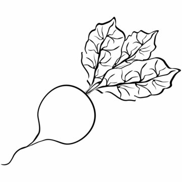 recommend clip art: Black and white drawing of a radish for coloring. Vegetables for coloring book. Vector illustration