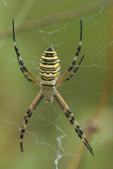 Vetical full body close up of the wasp spider ,Argiope bruennichi, in her web