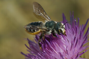Closeup on a female mediterranean golden-tailed woodborer, Lithurgus chrysurus sipping nectar from a purple knapwood, Centaurea, flower