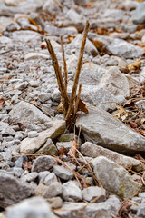 A smile group of sticks in rocks