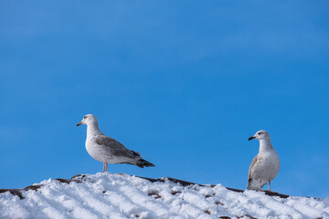 Seagulls resting on snow-covered roof