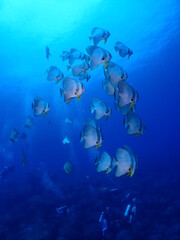 Obraz na płótnie Canvas underwater fish