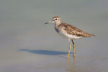 Wood sandpiper