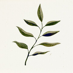 leaf isolated on white background