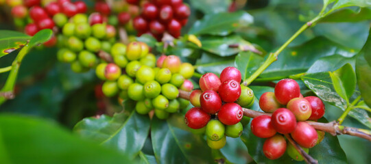 Banner Plantation red coffee bean farmer hands ripe harvest in Garden farm.hand harvesting green red yellow bean Robusta arabica Coffee berries leaf tree Plant in Brazil Ethiopia Vietnam Country