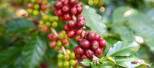 banner Plantation red coffee bean farmer hands ripe harvest in Garden farm.hand harvesting green red yellow bean Robusta arabica Coffee berries leaf tree Plant in Brazil Ethiopia Vietnam Country