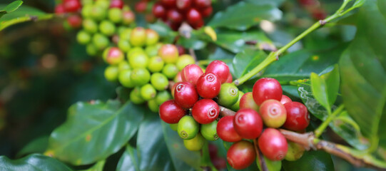 Obraz premium banner Plantation red coffee bean farmer hands ripe harvest in Garden farm.hand harvesting green red yellow bean Robusta arabica Coffee berries leaf tree Plant in Brazil Ethiopia Vietnam Country