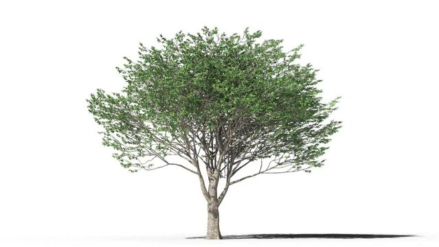 Growing trees on a white background 3D animation growth grow from small to large, SessileOak trees animate in the wind on white background with alpha matt 3D virtual tree. Separated with alpha channel