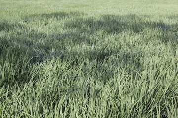 Green grass field blown by the wind with tree shadow