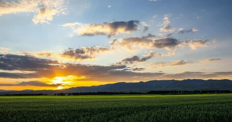 Green wheat field and mountain nature landscape at sunset. 