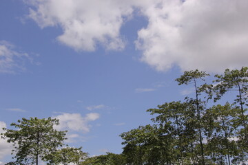 view of big tree with clear blue sky.