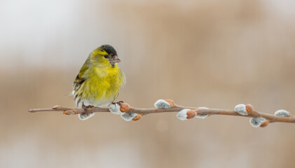 Eurasian Siskin - Spinus spinus - male bird on early spring at a wetland
