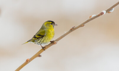 Eurasian Siskin - Spinus spinus - male bird on early spring at a wetland

