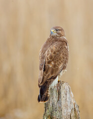 Common Buzzard - Buteo buteo - in winter at a wetland