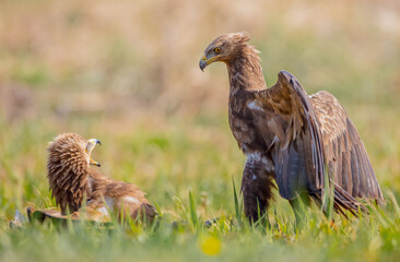 Lesser spotted eagle - Clanga pomarina - pair of birds in spring
