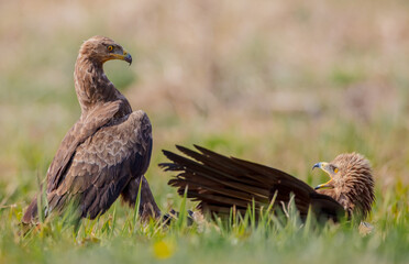 Lesser spotted eagle - Clanga pomarina - pair of birds in spring
