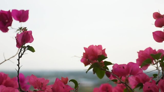 pink rose border