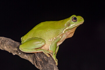 Australian Green Tree Frog ready to jump from branch