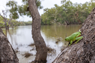 Australian Green Tree Frog resting on gum tree on the banks of the Darling River