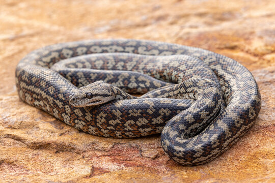 Murray Darling Carpet Python curled up on rock