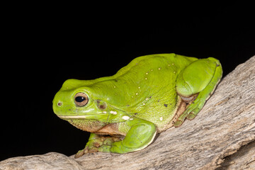 Australian Green Tree Frog ready to jump from branch