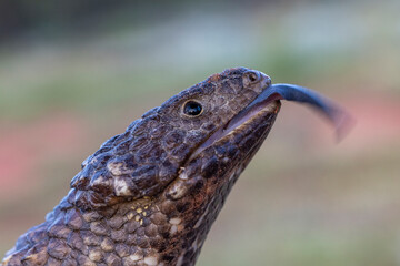 Australian Shingle-back Lizard with mouth open showing it's blue tongue
