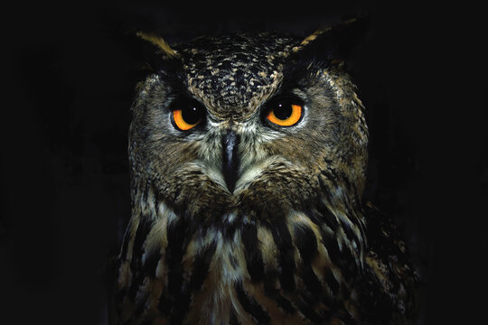 Owl eyes close up at night.