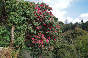 Fototapeta na wymiar Full bloom of Rhododendron tree with cloudy blue sky, National flower of Nepal