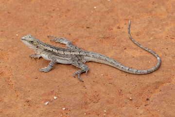 Australian Burns Dragon resting on red soil