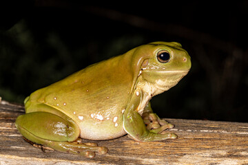 Australian Green Tree Frog resting on log