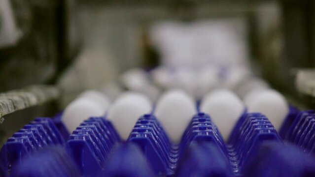 Eggs are moving along the production line. Sorting shop at a poultry farm. Agro-industrial company.