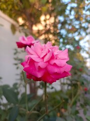 Obraz premium pink rose in garden