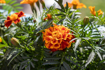 Gorgeous red-orange marigolds on the balcony