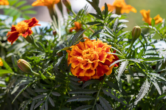 Gorgeous red-orange marigolds on the balcony