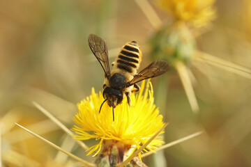 Closeup on a female mediterranean leafcutter bee, Mechile melanopyga sipping nectar form the Yellow starthistle flower, Centaurea solstitialis