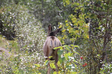 Deer In The Forest, Jasper National Park, Alberta