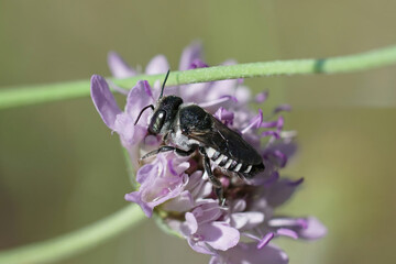 Closeup on a female small leafcutter bee, Megachile apicalis , sitting on a pink scabious flower, Scabiosa