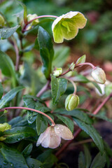 Christmas roses with raindrops