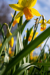 Daffodils in spring with a blue sky