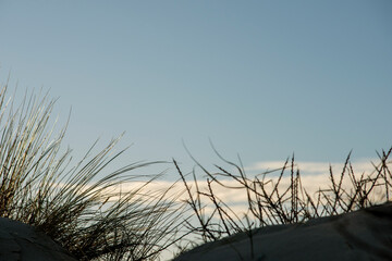 Dune grass in the sunlight as a minimal background